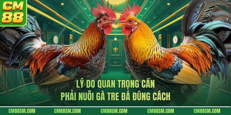 Lý do quan trọng cần phải nuôi gà tre đá đúng cách