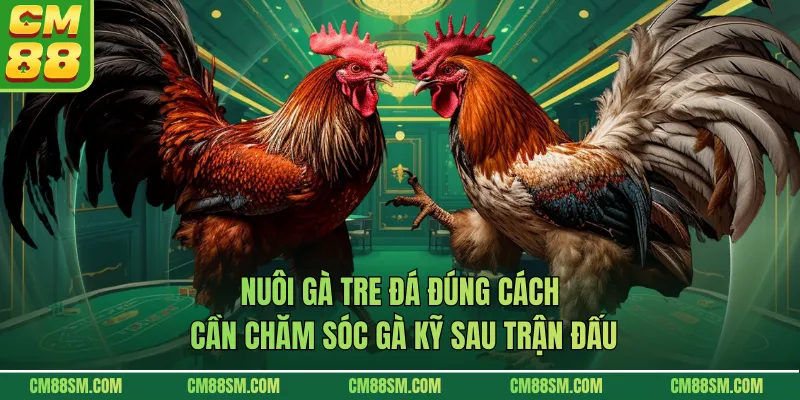 Nuôi gà tre đá đúng cách cần chăm sóc gà kỹ sau trận đấu